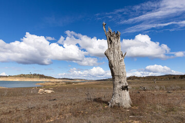 An eerie looking dead tree on the freshwater shores of Lake Eucumbene under a cloudy blue sky in the Snowy Mountains.