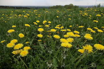 dandelions in the meadow