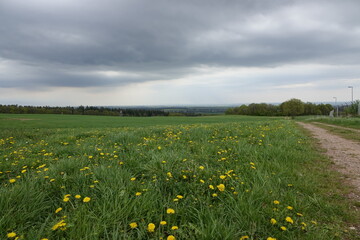 meadow with dandelions