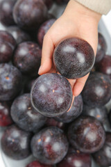 Fresh Purple Queen Plums in Hand - Premium Australian Imported Stone Fruit with Natural Bloom