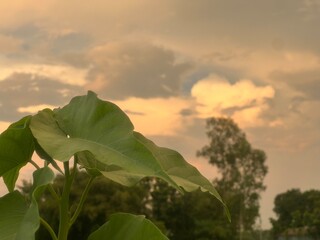 Large green plant leaves with a soft focus background of trees and sky nature foliage