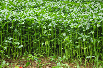 Green chili pepper seedlings grown in greenhouse rows for commercial harvest and planting agriculture