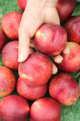 Hand Picking Fresh Ripe Australian Nectarines with Red Skin and Yellow Flesh