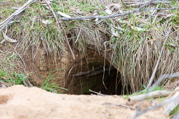 Entrance to an Australian wombat burrow. 