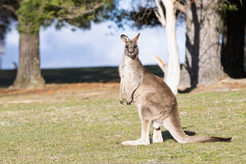 A large Eastern Grey kangaroo with brown fur standing in a grassy field looking towards the camera.