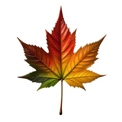 Fototapeta premium Single Leaf with Green-to-Crimson Gradient and Intricate Vein Pattern Seasonal Foliage Portrait Highlighting Nature’s Color Evolution