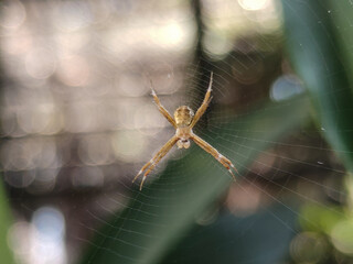 A vibrant close-up of a spider centered in its web, with a blurred background of green plants and shimmering bokeh lights. The intricate details of the web and the spider's body are visible.