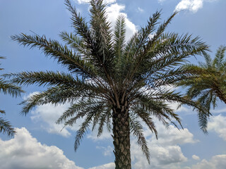 Obraz premium A majestic date palm tree stands tall, its spiky green fronds fanning out against a blue sky dotted with fluffy white clouds. The image captures the essence of a tropical, sun-filled environment.