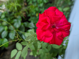A single, large, fully bloomed deep red rose with lush, velvety petals. The flower dominates the frame, set against a softly blurred light gray or pale blue background and a hint of green leaves below