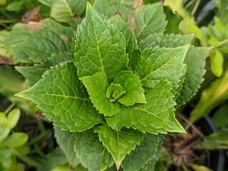 A plant with vibrant green leaves arranged in a beautiful, concentric spiral pattern. The textured leaves create a symmetrical design, highlighting the natural growth and foliage.