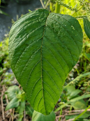 A single, vibrant green leaf with prominent veins and a textured, crinkled surface. The leaf is surrounded by blurred foliage, and a dark, out-of-focus background, highlighting its natural beauty.