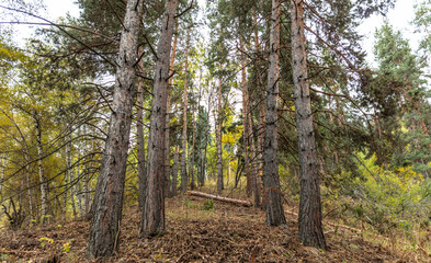 trees in autumn
