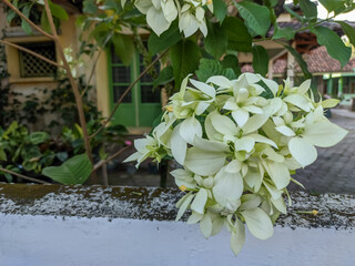 A single white and green flower with a yellow center, surrounded by clusters of other similar blooms. The fresh, intricate petals are the focal point, with a blurred natural background.
