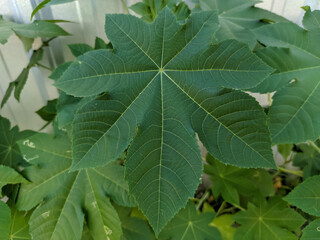 A vibrant green, star-shaped leaf with seven distinct lobes and prominent veins. The unique foliage has a symmetrical and textured pattern, creating an appealing and intricate natural design.