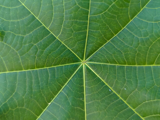 A single green leaf with a unique, star-like shape. The veins form a central, intricate pattern, radiating out to the seven distinct lobes, highlighting the natural beauty and symmetry.