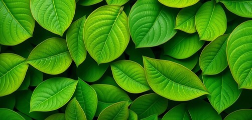 Seamless green leaf texture, perfect for background,  spring,  digital