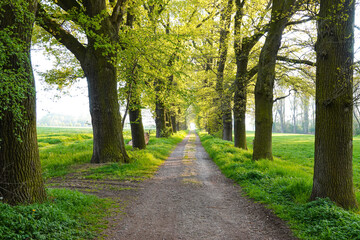 Fototapeta premium road in the park