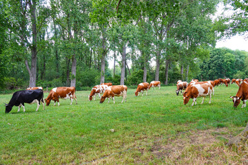 Obraz premium cows grazing in a field