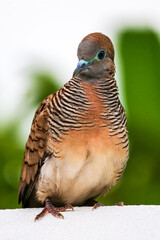 pigeon on a branch