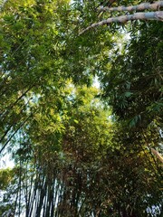 shady bamboo trees, good for background