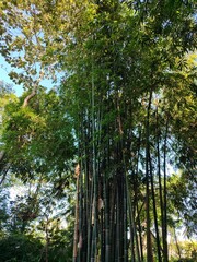 Fototapeta premium shady bamboo trees, good for background