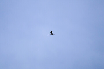 birds in flight