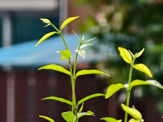 green leaves of the sun