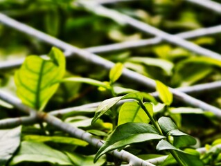 green and yellow leaves