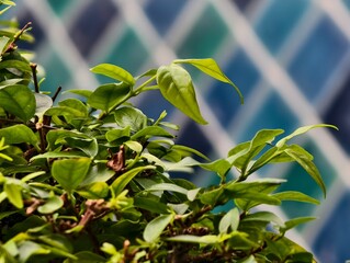 green leaves on a blue sky
