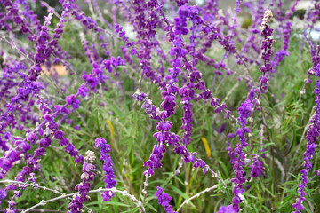 FLORES JARDIN PASTO GARDES ROMERO MARAGARITA FLOR PUERTA MANILLA 