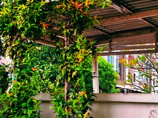 window with flowers in the garden