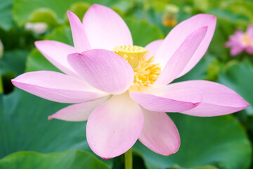 深い緑の大きな葉を背景に薄いピンク色の蓮の花が大きく開いている様子を捉えた写真夏の日差しを浴びて清らかに咲く姿が美しい