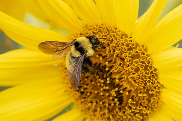 Bumblebee Bombus impatiens Bee, on Yellow Sunflower Blossom