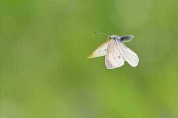 A Pieris rapae butterfly flies with its wings spread, against a blurred green background. Sharp focus, soft background.