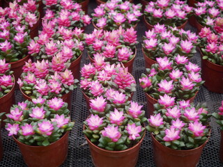 Vibrant Pink Succulent Plants In Small Terracotta Pots Arranged In Rows For Garden Decor