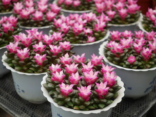 Vibrant Pink Flowering Succulents In White Pots Arranged For Decorative Garden Display