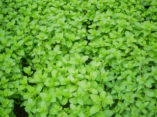 Close-Up Of Bright Mint Leaves In A Lush Green Herb Garden For Freshness And Flavor