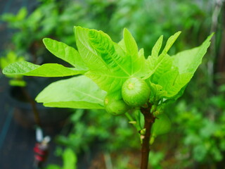 Fresh Green Fig On Branch With Bright Leaves In Sunlit Garden Setting