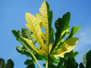 Bright Variegated Foliage Against Blue Sky With Green and Yellow Fig Leaves in Sunlight