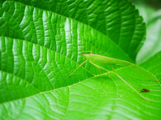 Delicate Green Grasshopper on Vibrant Leaf in Bright Natural Light