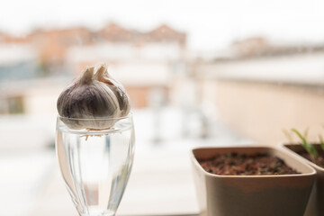 Garlic bulb resting in glass of water with roots growing