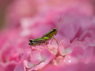 紫陽花の上に止まるバッタのマクロ写真