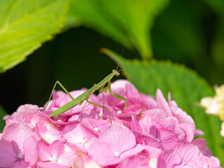緑の狩人、花の上に佇む