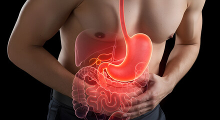 Detailed Visualization Of The Human Gastrointestinal Tract With Focus On The Stomach And Digestion Process In A Healthy Adult Male Body