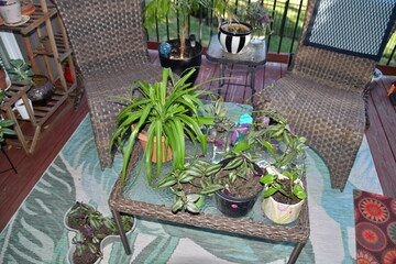 Plants and Chairs on a Deck