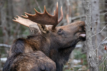 Moose Alces alces Bull Feeding on Tree in Forest Habitat