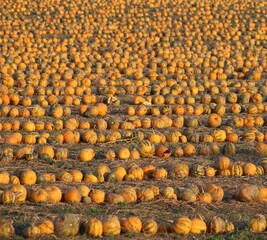 pumpkin on the farm