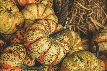 pumpkins on a market
