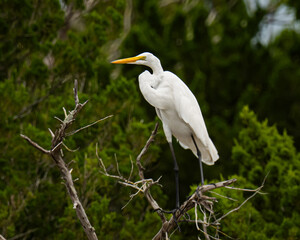 great egret perched on a branch