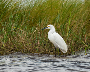 Snowy egret wading in a Florida Estuary